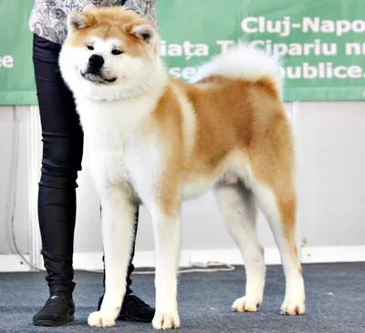О породах собак. Японские шпицеобразные собаки, часть 1. Акита-ину; Большая  японская собака. | Пикабу