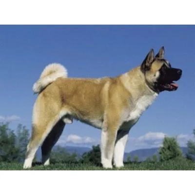 Собаки » Породы » Американская акита (большая японская собака)