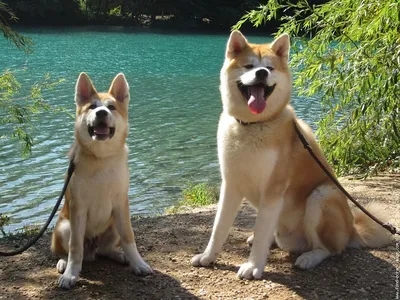 Японские собаки – 15 пород родом из Японии с фото и описанием