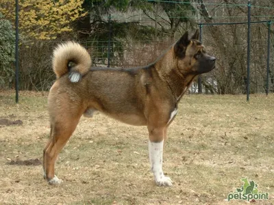 Акита-ину - порода собаки Хатико: skrust — LiveJournal