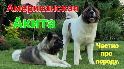 Акита-ину: все о породе, фото собаки, характеристики