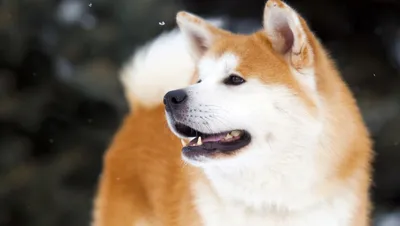 Большая японская собака фото фотографии