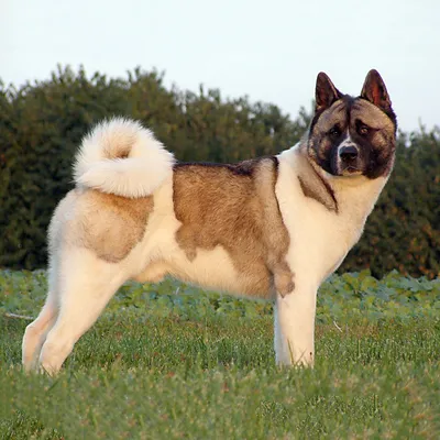 Большая японская собака — Репостни! (pawel pegow) — NewsLand