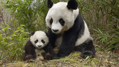 Больших панд спасли от вымирания: Звери: Из жизни: Lenta.ru