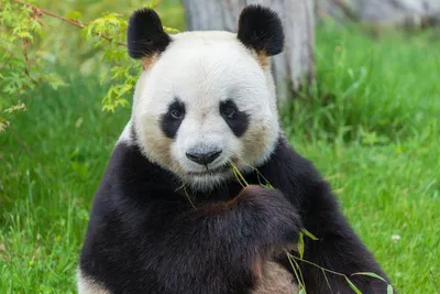 Вид всеядных млекопитающих - Большая панда. | Animals in the world | Дзен