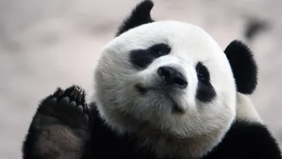 Европейцы впервые узнали о существовании большой панды - Знаменательное  событие