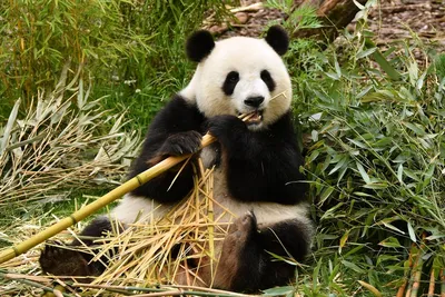 Большая панда родила детеныша в зоопарке Вашингтона - Российская газета