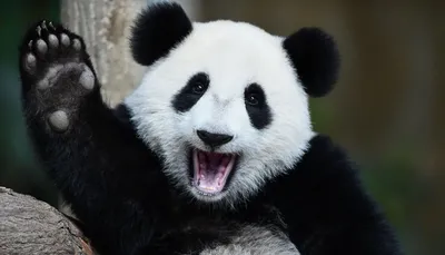 Большая панда: удивительное животное, которое заслуживает защиты» — создано  в Шедевруме