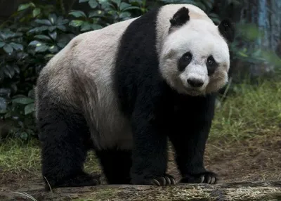 Большая панда напала на сотрудника бельгийского зоопарка: Звери: Из жизни:  Lenta.ru