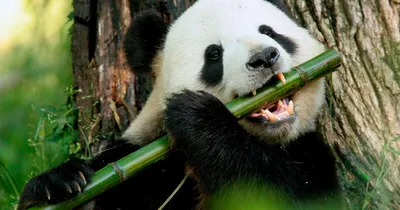 Большая панда (Вымирающие животные) · iNaturalist