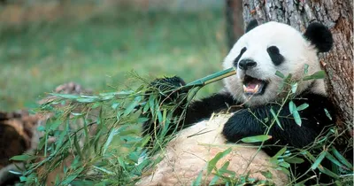 Большие панды — теперь не «исчезающий вид». Объясняем на гифках — Meduza