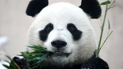 Большая панда готовится побить мировой рекорд по жизни в неволе -  Korrespondent.net