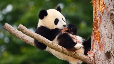 Большие панды оказались почти хищниками