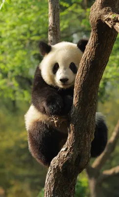 Большие панды — Википедия