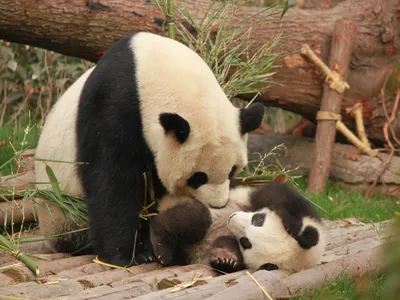 В Москве впервые родился детеныш большой панды: что о нем известно и правда  ли его отправят в Китай? — Сноб