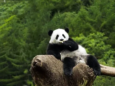 Фигурка Schleich Большая панда (14772) купить в интернет магазине с  доставкой по Украине | MYplay
