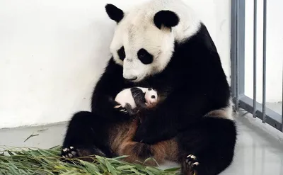 У детеныша большой панды из Московского зоопарка прорезались клыки:  показываем видео и рассказываем, в каком она состоянии сейчас, чем питается большая  панда, когда она начнет есть бамбук, овощи и панда-кейки - 28