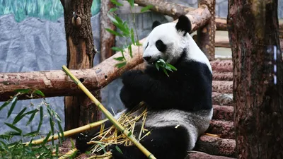 Большая панда – китайский эндемик - Животное панда: энциклопедия, все про  панду!