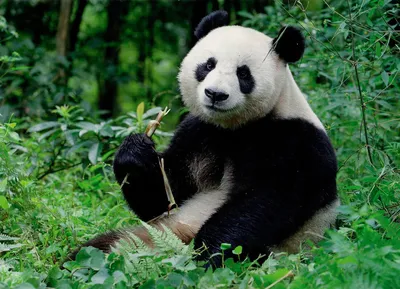 С анимацией Большая панда 3D модель - Скачать Животные на 3DModels.org