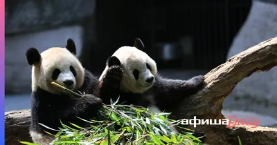 Pandas: China's National Treasure | Giant Panda Facts | Giant Panda Bear  Animal - YouTube