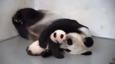 Власти Китая: панды больше не находятся под угрозой исчезновения, но  по-прежнему уязвимы - Афиша Daily