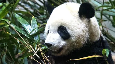 Детеныши-близнецы большой панды родились в зоопарке Южной Кореи | Фото |  Общество | Аргументы и Факты