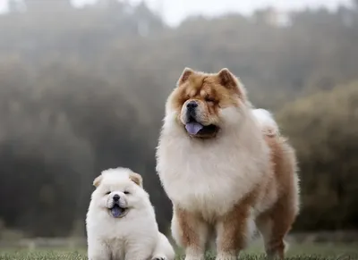 Пушистые собаки: большие, средние и маленькие породы с фото