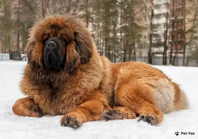 Самая большая порода собак - самая большая собака | Комментарии Украина
