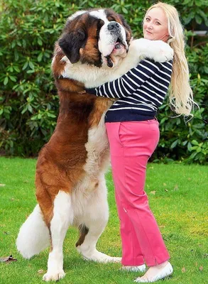 Породистые большие собаки - 69 фото