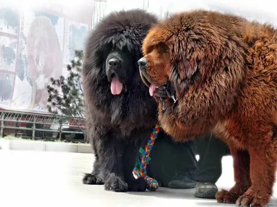 Большие собаки: мощь, сила и красота» — создано в Шедевруме