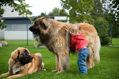 Две большие собаки смотрят стоковое фото. изображение насчитывающей желтый  - 234240704