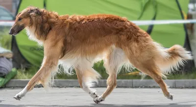 ТИБЕТСКИЙ МАСТИФ | Big dog breeds, Rare dogs, Rare dog breeds