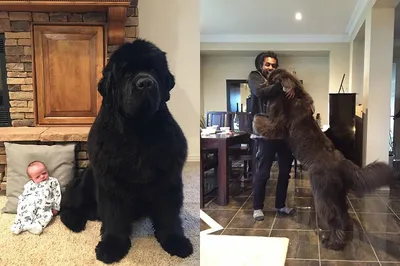Как содержать большую собаку в квартире