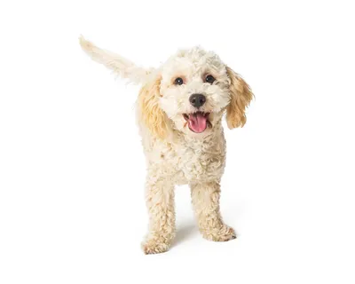 три собаки с длинной шерстью спереди, картинка уродливых собак, собака,  белый фон картинки и Фото для бесплатной загрузки