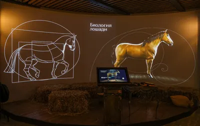 Экспозиция Музея лошади на ВДНХ
