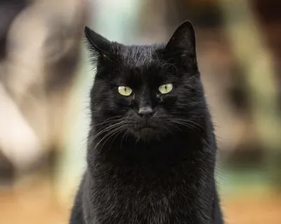 Бомбейский кот фото фотографии