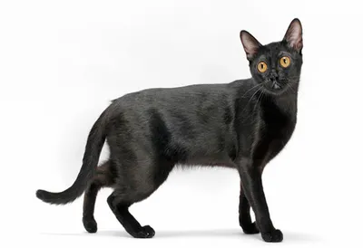 Черный бомбейский кот: что скрывается под мистическим окрасом -  Рамблер/новости