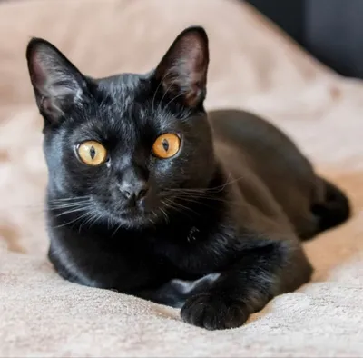 Бомбейская кошка - описание породы, фото, отзывы владельцев, цены и  питомники породы бомбей.