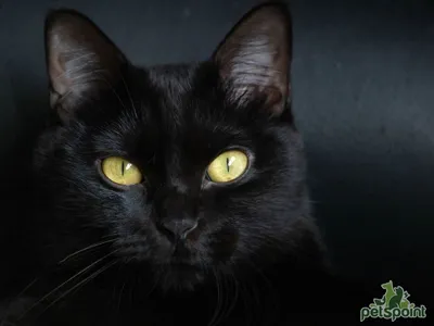 Домашние кошки, бомбейская кошка …» — создано в Шедевруме
