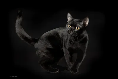 Бомбейская кошка - «Таких котов нет даже в Бомбее! Кто на самом деле эти  коты и какие они в жизни.» | отзывы
