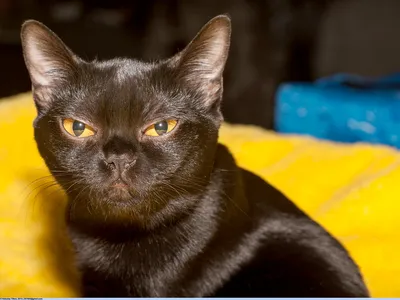 Бомбейская - Порода кошек - Информация и особенностях | Хиллс
