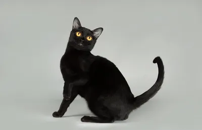Стандарты и характеристики бомбейской породы кошек, вес, длина, рост |  Кошки - кто они?