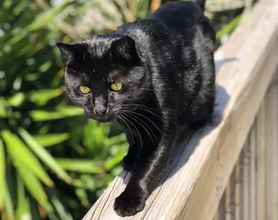 Бомбейская кошка – фото и описание породы, уход и цена котенка