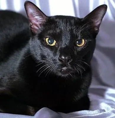 Картина на холсте (черный кот, чёрная кошка, бомбейская кошка, котик черный  животные) 40x60 интерьерная в комнату на стену в спальню - купить по низкой  цене в интернет-магазине OZON (620956533)