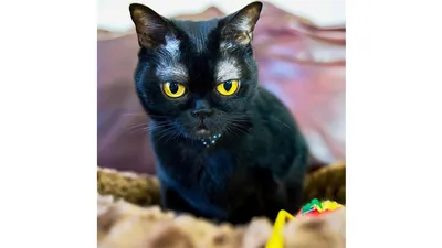 Бомбейская кошка: Хотели создать мини-пантер, а получился любвеобильный  экстраверт! | Пикабу