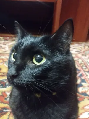 В Сети нашли черного кота с белыми бровями (фото) - Питомцы Mail.ru