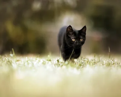 Изображение Бомбейской кошки: PNG формат | Бомбейская кошка Фото №21507  скачать