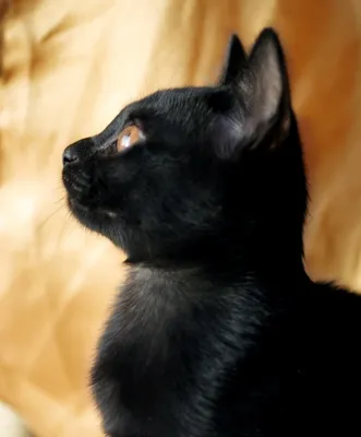 Селективная фокусировка Бомбейской кошки · Бесплатные стоковые фото