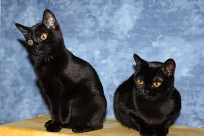 Бомбейская кошка - «Таких котов нет даже в Бомбее! Кто на самом деле эти  коты и какие они в жизни.» | отзывы