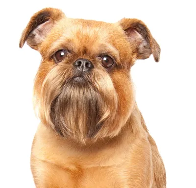 Собаки с бородой или усами: фото и описания ТОП-40 бородатых пород